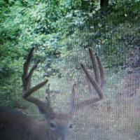 2014 Buck