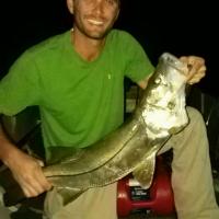 Snook in Florida