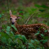 Baby Deer Posing