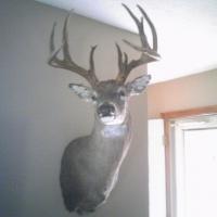 The Trophy Buck