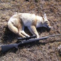 Coyote hunt
