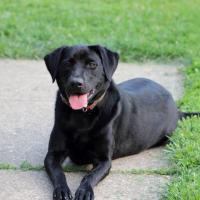 Best hunting buddy - Sadie