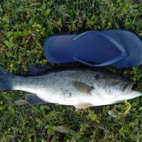 Caught this bass on spinner jig