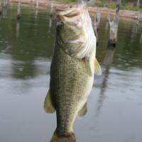 Good Catch - Bass