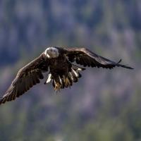 eagle near jackson WY A2V6716b