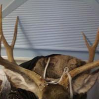 Antler 1459818 743744622305774 1375635021 n