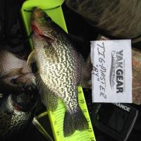 Crappie photo 4
