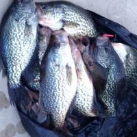Crappie Hunt 2