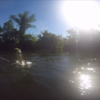 Smallmouth Hitting the bait