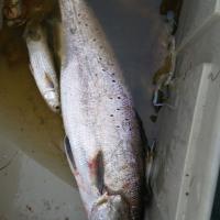 Texas City Dike trout