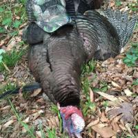 Turkey Hunt