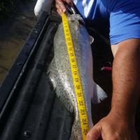 friend....28in...8lb