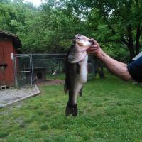 Good day to catch bass