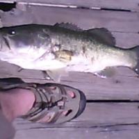 Large Largemouth