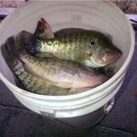 Crappie Fishing on Pickwick Lake