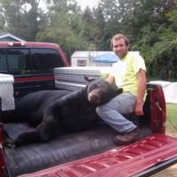 Northeast Georgia Black Bear