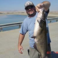 monster catfish