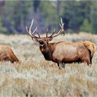 elk wy 2