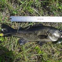 Caught this bass on a ZOOM Horny Toad