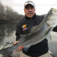 Stripe Bass - winter