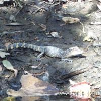 Where's my momma (baby alligator)