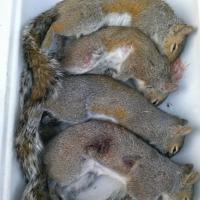 Nice Squirrel Harvest