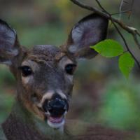 Smiling Deer