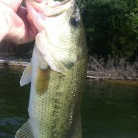 Largemouth on Percy Priest lake