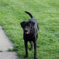 Black Labrador - Sadie
