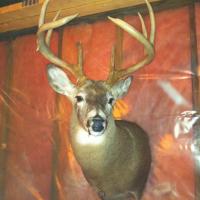 My 8 Point 2010 Buck