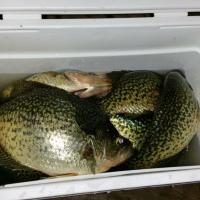 Crappie Catch
