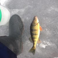 Perch in N.H.