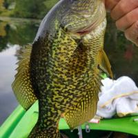 Pretty Crappie