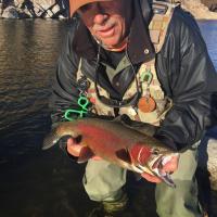 Big Sky Cutbow Trout