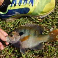 Viera, Florida Bluegill