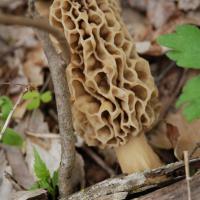 Morels