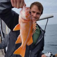 Canary Rockfish