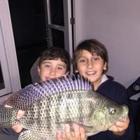 Insanely huge Tilapia