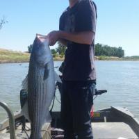 Big Striper