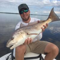 Panacea Redfish