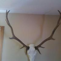 Antler Mounted 1424468 743744652305771 67686539 n