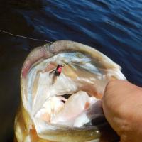 Caught this bass with a fly