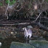 Raccoon checking out the fishing hole