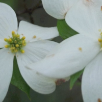 White Dogwood Bloom