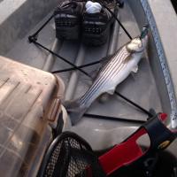 Another Odiorne Juvi Striper