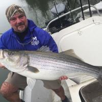 Big Striper Bass