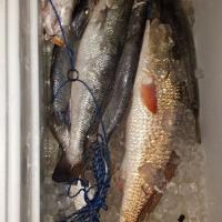 trout and redfish