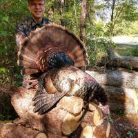 Nice Gobbler