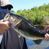Florida Bass 101