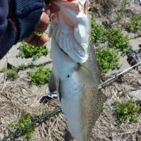 speckled trout